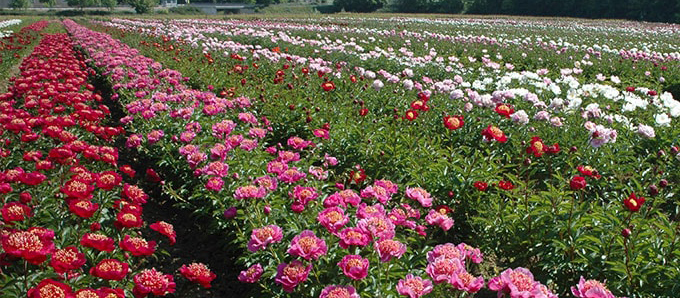 Photo jean luc Rivière créateur et producteur de pivoines en france