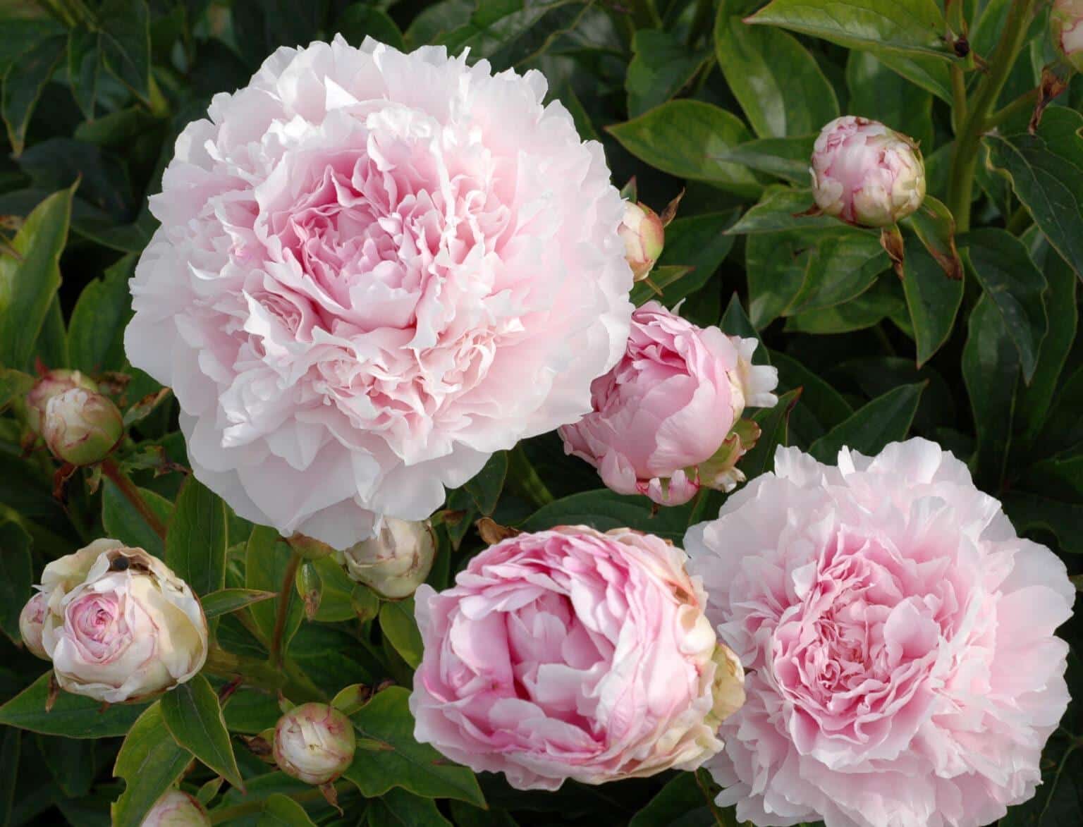 Elise RENAULT - Pivoines Rivière