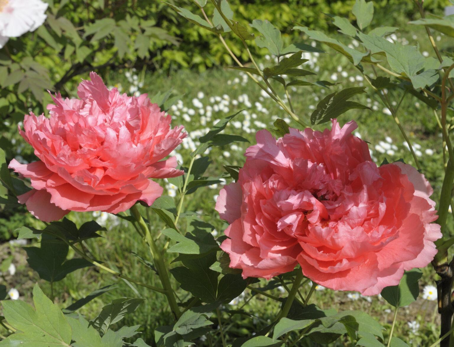 MONT VESUVE Pivoines Rivière