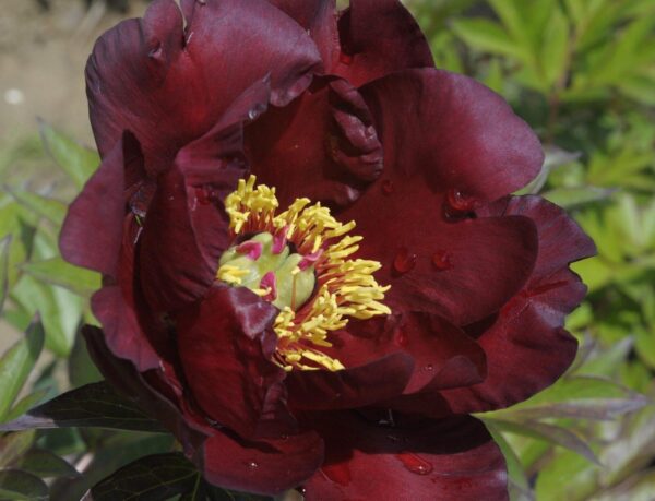 "Collection Itoh Hybrides" – Image 4