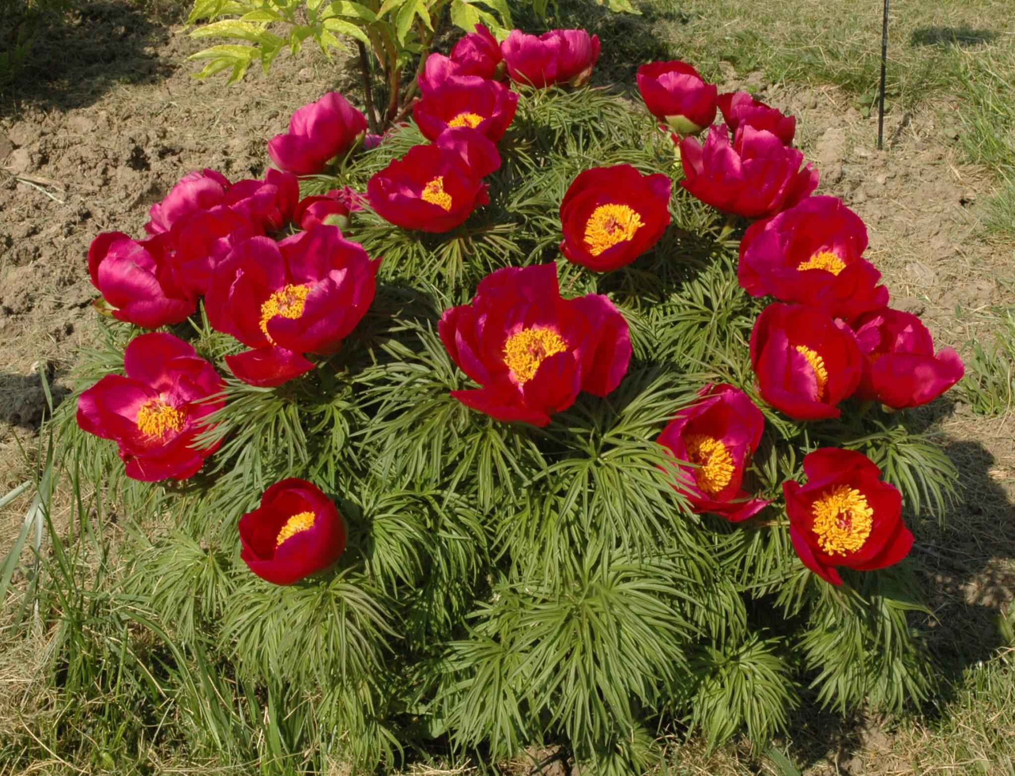 Пион тонколистный Paeonia tenuifolia