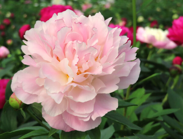 "Collection Fleurs Coupées" – Image 3