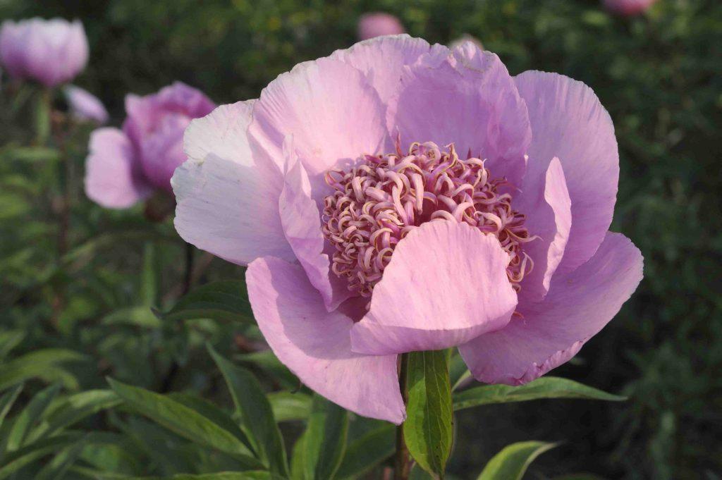 Rose Raspbeery RASPERRY ROSE - Pivoines Rivière