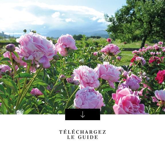 Télécharger guide comment planter pivoines