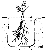 Planter la pivoine arbustive sous 5 à 10 cm de terre