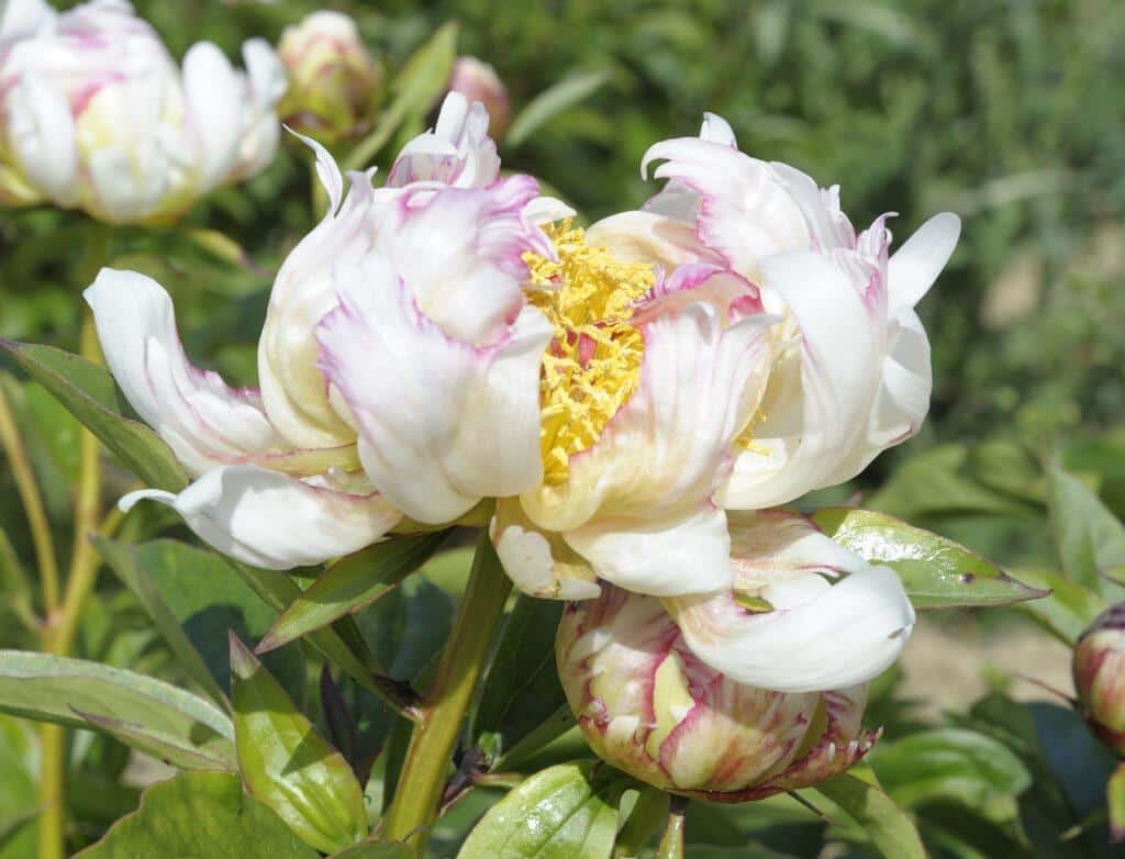 BRIC A BRAC - Pivoines Rivière