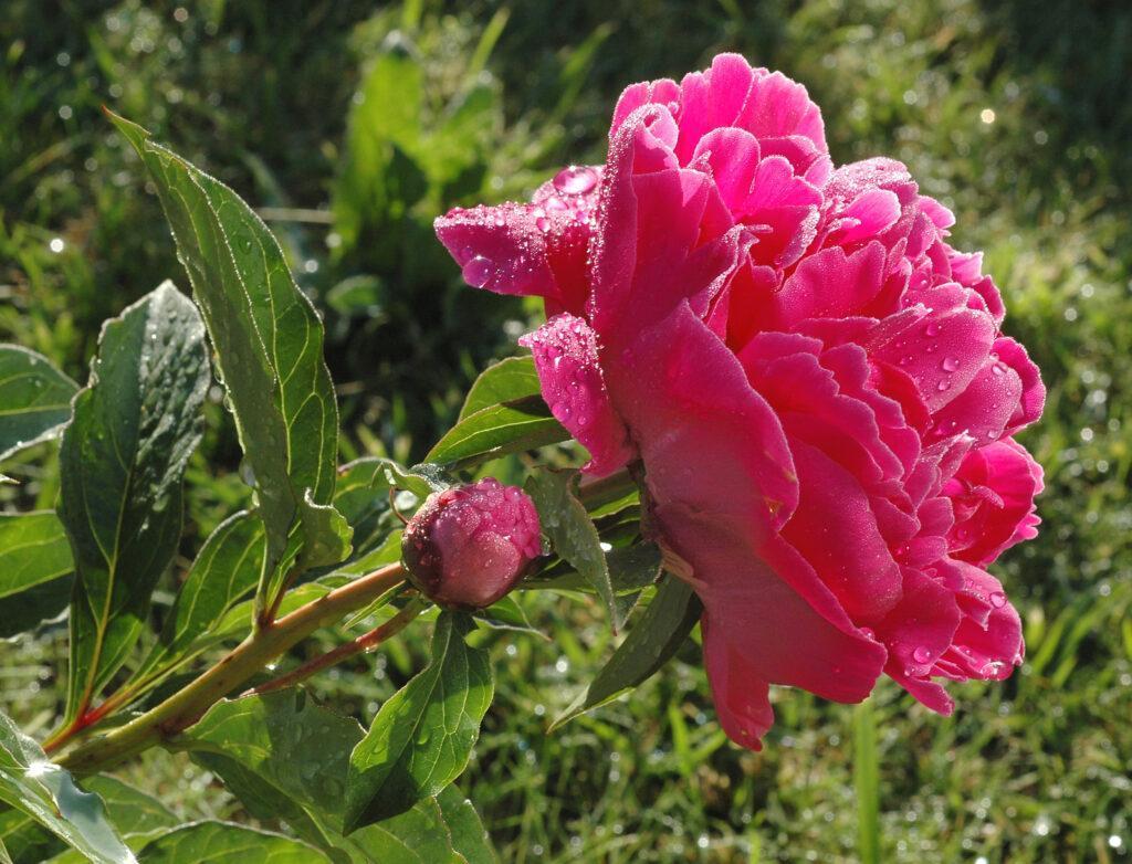 Пион бункер хилл фото Bunker hill - Pivoines Rivière