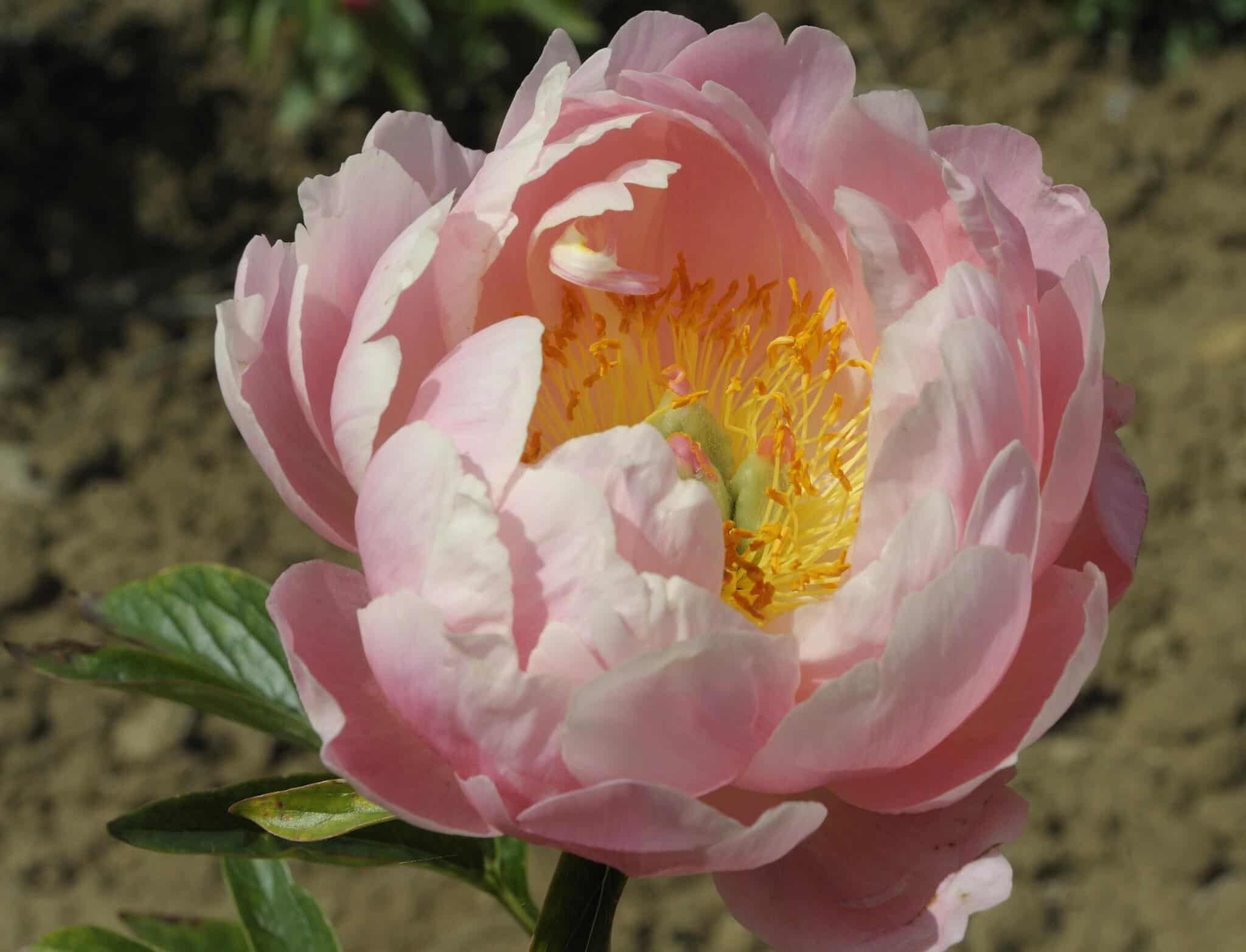 CORAL SUPREME - Pivoines Rivière