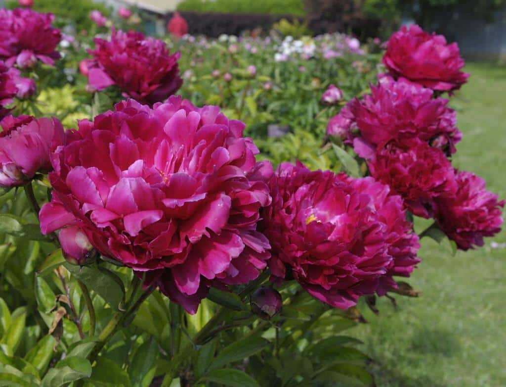 IRWIN ALTMAN - Pivoines Rivière