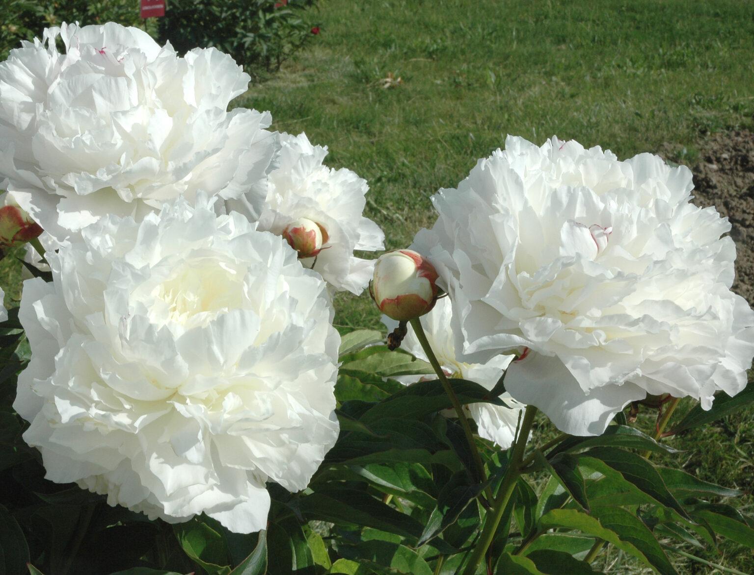 MARIE LEMOINE - Pivoines Rivière