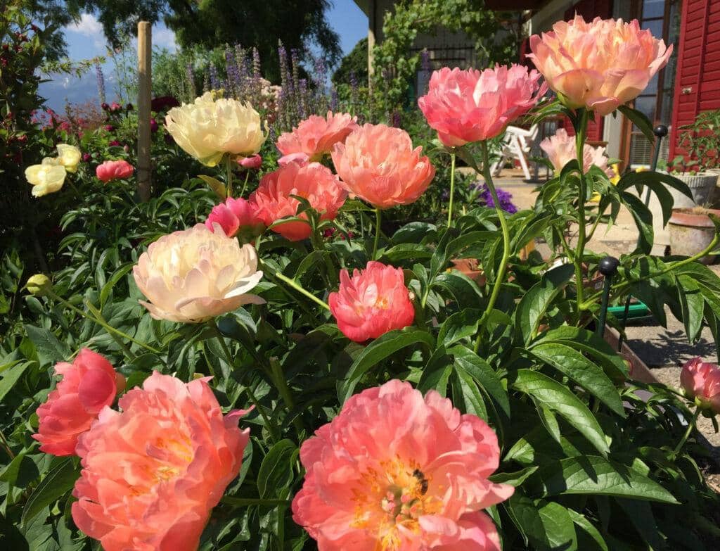 CORAL SUNSET - Pivoines Rivière