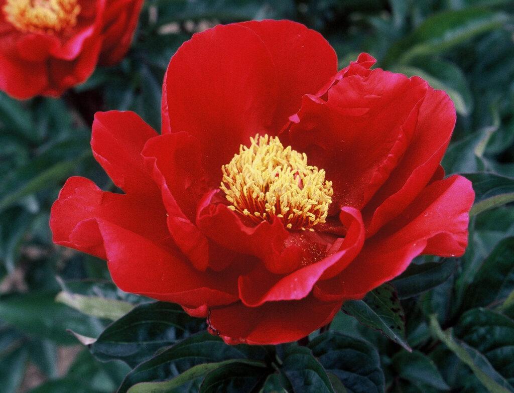 KICKAPOO Pivoines Rivière