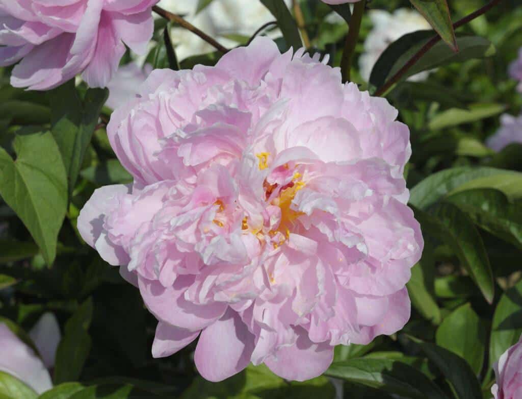 MISS ECKARDT - Pivoines Rivière