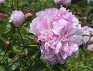 MISS ECKARDT - Pivoines Rivière
