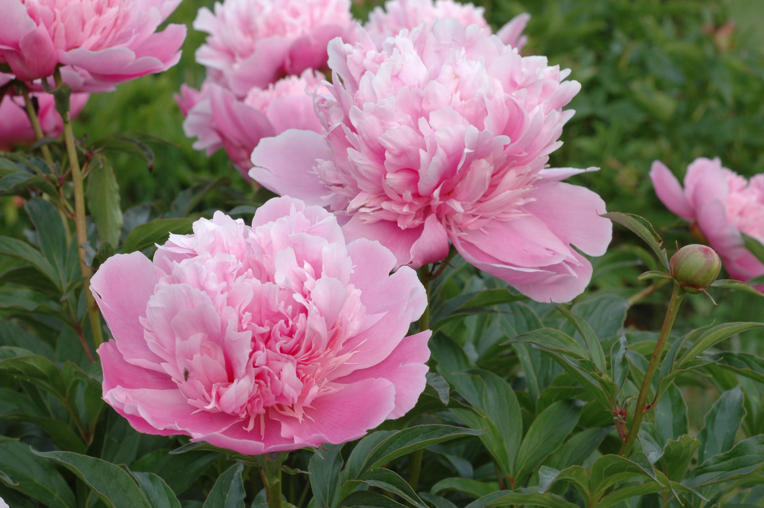 Ville de LYON  Pivoines Rivière