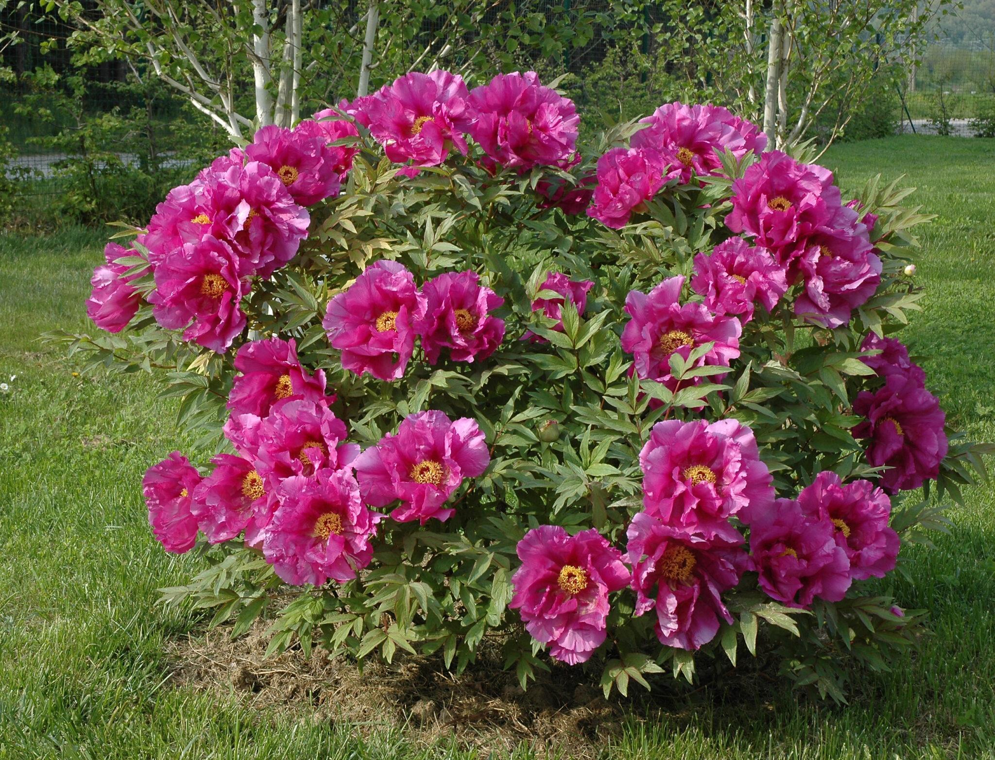 Nos grands sujets de pivoines arbustives Pivoines Rivière
