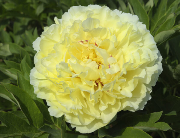 "Collection Itoh Hybrides" – Image 2