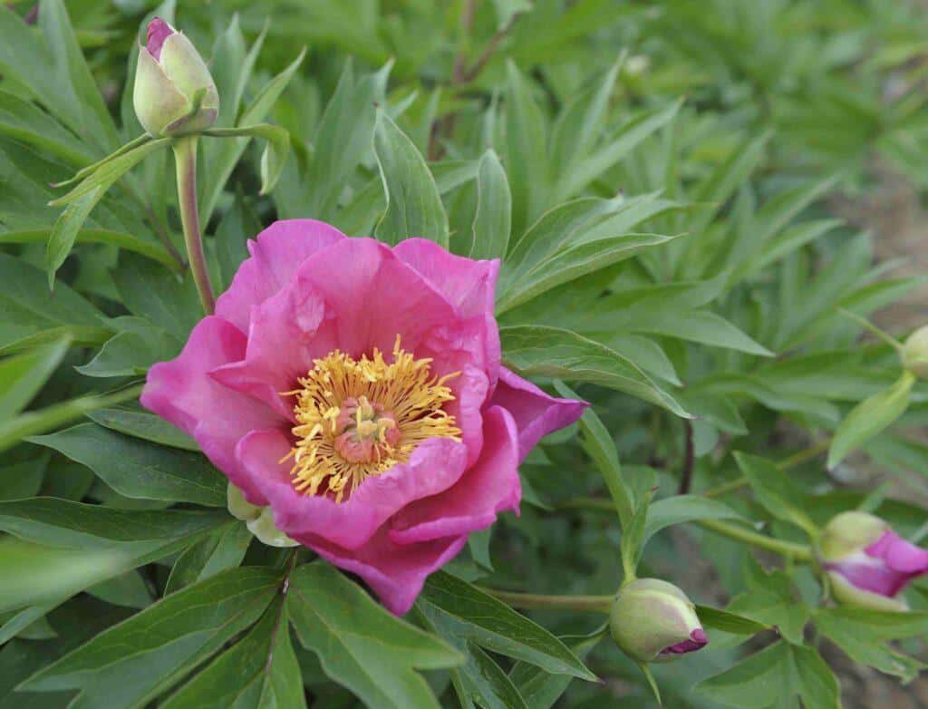 SONOMA ROSY FUTURE - Pivoines Rivière