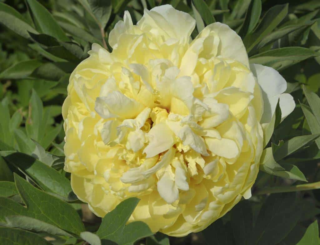SONOMA YEDO - Pivoines Rivière