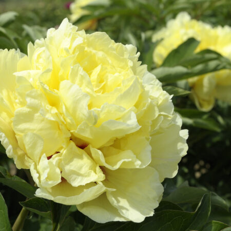 DUCHESSE DE LORRAINE