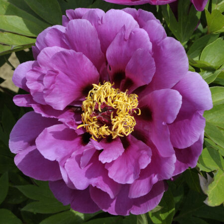 PURPLE SENSATION