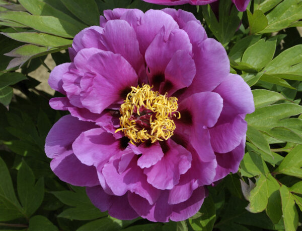 PURPLE SENSATION