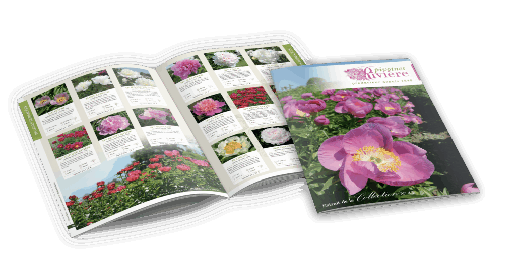 Catalogue des plus belles pivoines