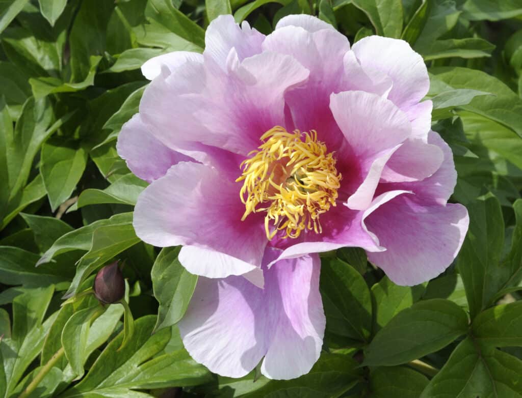 NORWEGIAN BLUSH - Pivoines Rivière