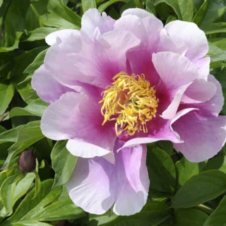 NORWEGIAN BLUSH