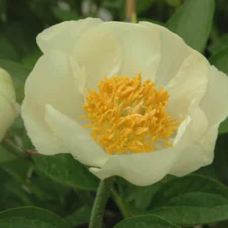 NORWEGIAN BLUSH