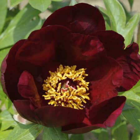 SONOMA VELVET RUBY